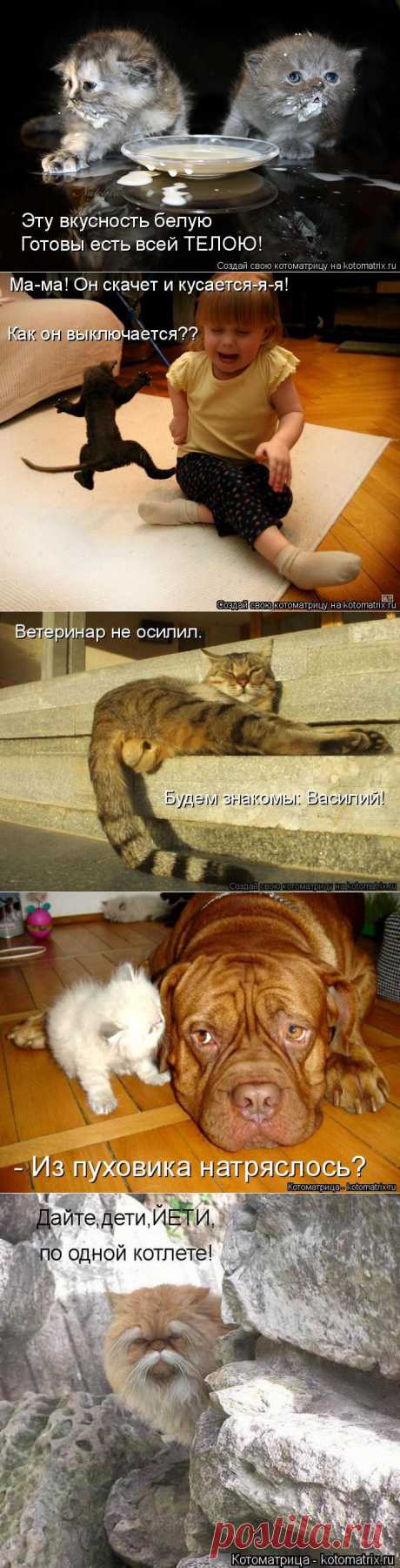 (+1) тема - КОТЫ + | Четвероногий юмор