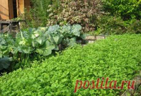 Что нельзя сажать после белой горчицы | Здоровье от природы