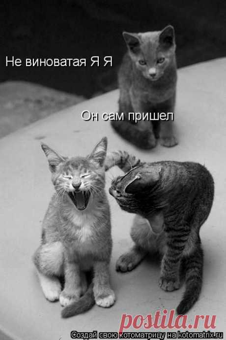 Веселая котоматрица - заряд позитива на весь день