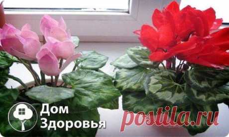 (4) Одноклассники