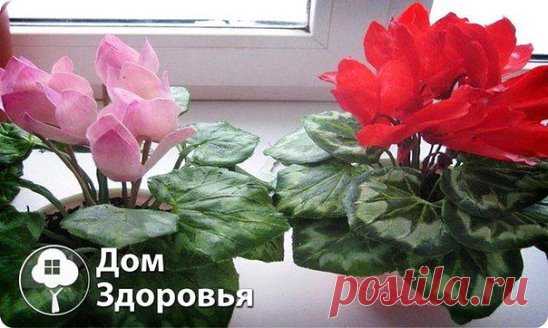(4) Одноклассники