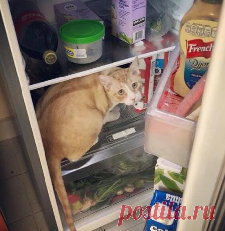 Забавные фото котов для хорошего настроения | Мечтательная кошка | Яндекс Дзен