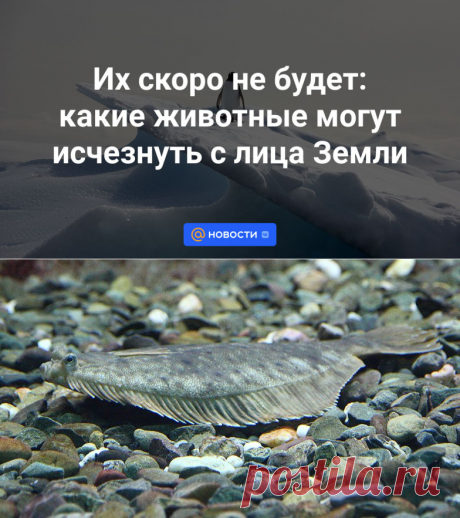 3-1023- Их скоро не будет: какие животные могут исчезнуть с лица Земли - Новости Mail.ru