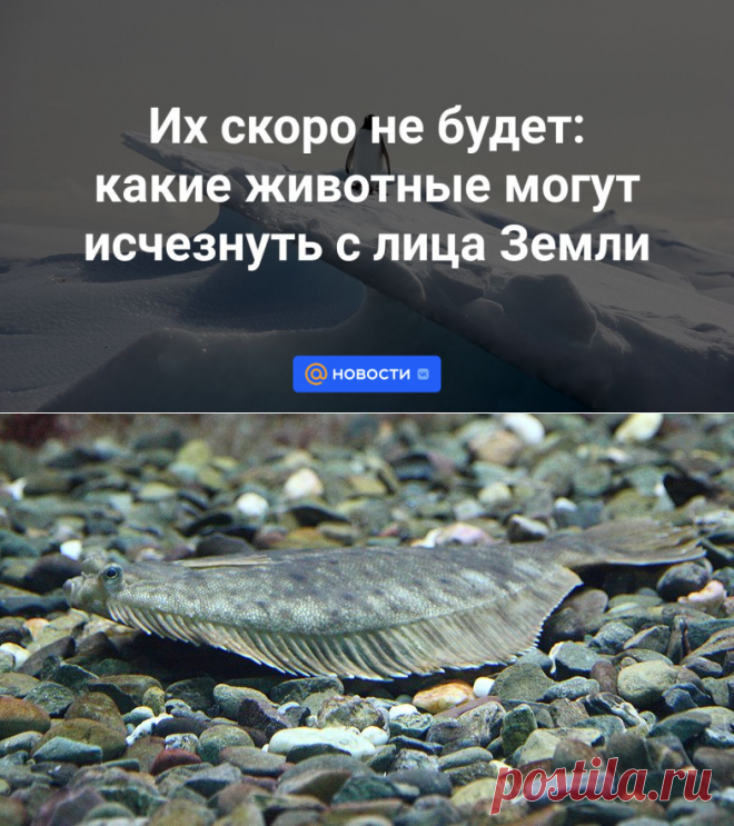 3-1023- Их скоро не будет: какие животные могут исчезнуть с лица Земли - Новости Mail.ru