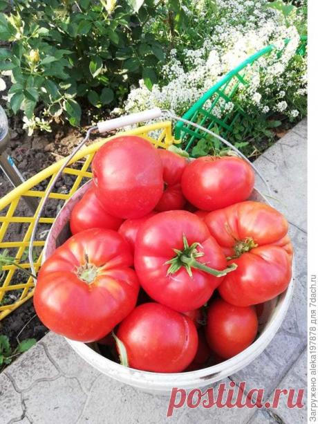 Секретик помидорный, или Как вырастить крупные томаты