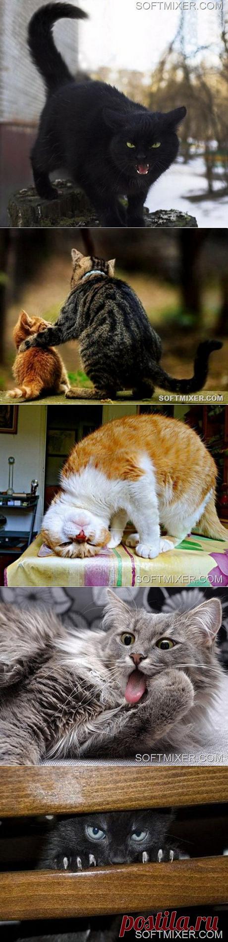 Все, что вы хотели узнать о кошках… | SOFTMIXER