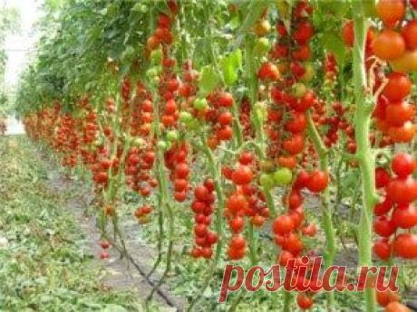 Садоводство : Уход за помидорами и выращивание