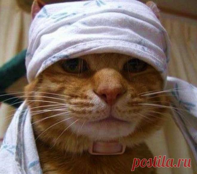 Заболевания кошек | Смешные кошки | Дзен