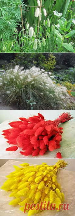 Декоративный злак зайцехвост , советы по выращиванию | Дача - впрок