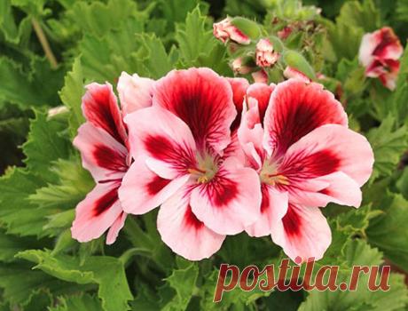 Фото королевской пеларгонии и уход за растением дома