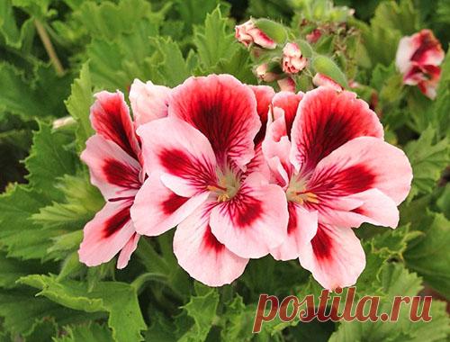Фото королевской пеларгонии и уход за растением дома