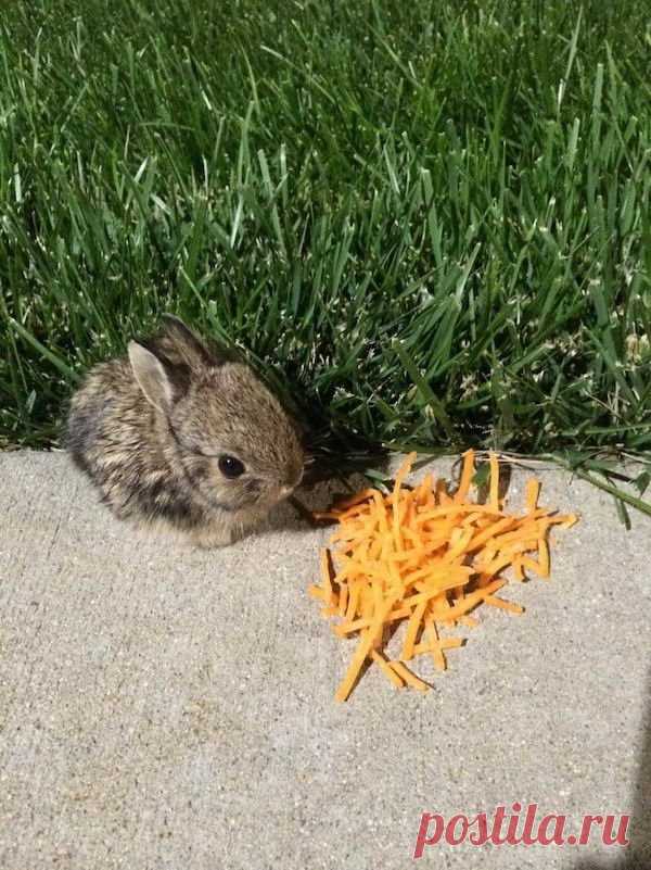 Забавные животные, которые могут вызвать улыбку