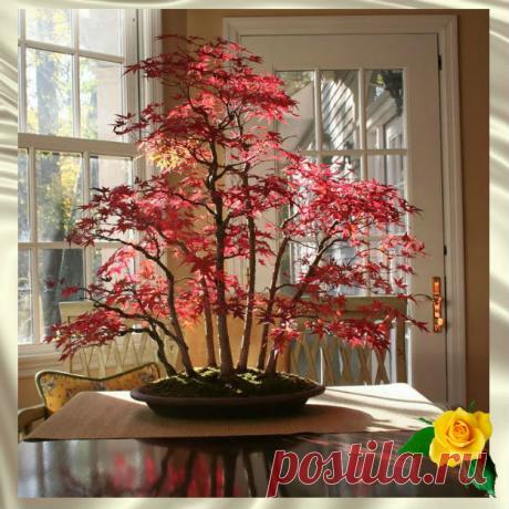 Деревья бонсай невероятной красоты — 30+ фото — Калейдоскоп чудес