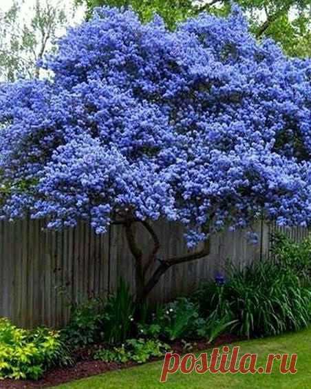 Ландшафтный дизайн участка,Восемь ярких цветущих весной деревьев: 1. Мимоза 2. Декоратив… 1000+ стильных идей для участка и дачи на канале «Ландшафтный дизайн | советы, лайфхаки»