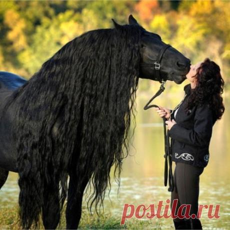 Фредерик Великий — самый красивый конь в мире, чья роскошная грива сводит людей с ума