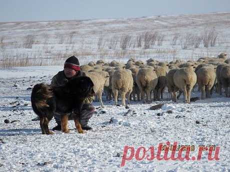 Все номадные животные не требуют запаса и заготовок кормов на зиму, потому что сами добывают его из-под снега.
   По сравнению со всеми европейским скотом, выход мяса у номадных на 30-40% больше. Если мериносовая овца при разделке дает 21% мяса, то номадная овца дает 59-60% мяса.
   Кроме того, жир номадных  животных при употреблении человеком совершенно не угнетает ему печень, желудок и поджелудочную железу.