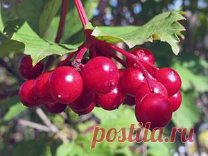 Кустарник калина – посадка и уход, фото калины, выращивание калины в саду: обрезка и размножение калины