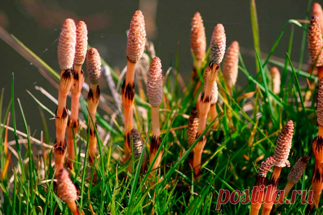 Лекарственное растение Хвощ полевой (Equisetum arvense). Многолетнее растение; весной появляются желто-коричневые неразветвленные членистые побеги, несущие на верхушке спороносный колосок; летом вырастают бороздчатые стерильные мутовчато разветвленные зеленые побеги, толщиной до 0,5 см и длиной до 50 см; треугольно-ланцетные зубчики влагалищ в 2 раза длиннее влагалищной трубки.