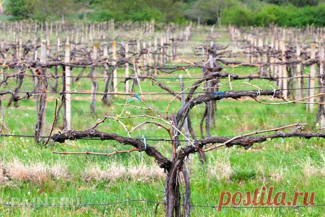 Умный виноградник: формировка на шпалере или беседке — Rmnt.ru