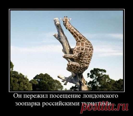 Хи-хи-хи...ржака!
САША БЕРЕЗИН