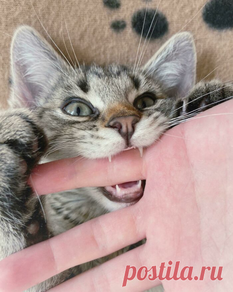 17 зубастых котиков, которым клыки нужны не для устрашения, а для умиления