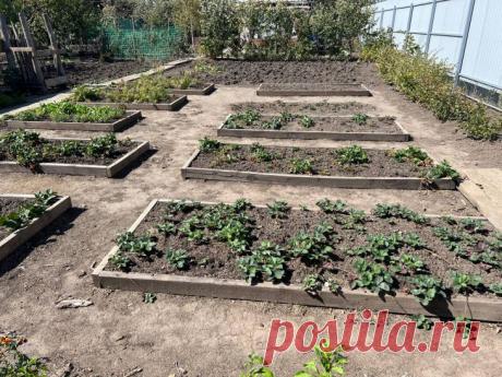 Что посеять под зиму для раннего урожая: список культур, которые не боятся холода. Опытные огородники давно используют хитрый прием, позволяющий снять свежие витамины на несколько недель раньше.