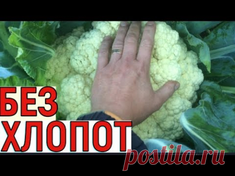 ВЫРАЩИВАНИЕ ЦВЕТНОЙ КАПУСТЫ ОТ СЕМЯН ДО УРОЖАЯ - YouTube