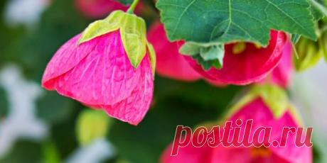 Любимые колокольчики: история о любви человека к растениям