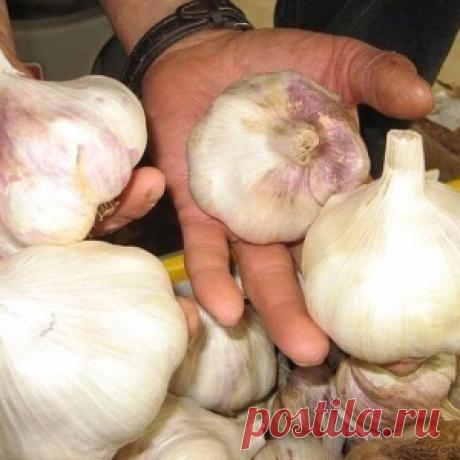 Основные хитрости посадки чеснока на зиму для получения большого урожая