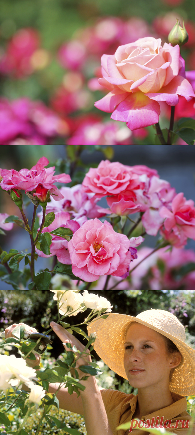 Комнатная роза, рассада - Портал «Домашний»