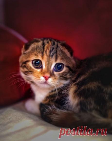 Трехцветная кошка - богатка!