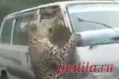 Леопард пробрался в город, ранил 15 человек и попал на видео. В Индии леопард пробрался в город Джорхат, штат Ассам, и атаковал по меньшей мере 15 человек. На видео попал момент, когда леопард перепрыгнул забор одного из домов и напал на движущийся по дороге микроавтобус. По данным местных властей, при встрече со зверем повреждения получили дети и местные лесники.