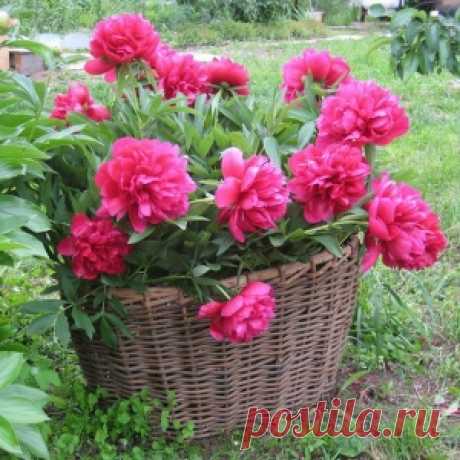 Как ухаживать за пионом после цветения