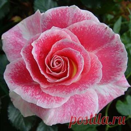 ~Rosa 'Regensberg' (New Zealand, 1973) | ~Roses~