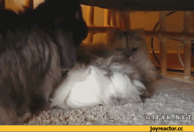 ЖИВЫЕ ФОТОГРАФИИ. AMAZING GIF – Google+