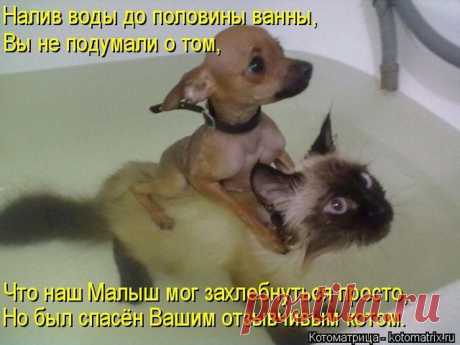 Лучшие котоматрицы недели | Удивительный мир