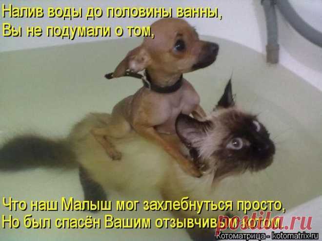 Лучшие котоматрицы недели | Удивительный мир