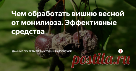 Чем обработать вишню весной от монилиоза. Эффективные средства Весной необходимо обрабатывать вишню от монилиоза. Поскольку при заражении дерева можно остаться без урожая. Ведь грибок поражает цветки и завязи. А при сильном заражении вишня может и вовсе погибнуть.  Поэтому проводим весеннюю обработку. Рассмотрим,  чем можно обработать вишню весной от монилиоза.