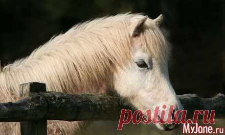 Откуда родом Сивка-Бурка? - сивка-бурка, лошади, животные, сказки, миф,