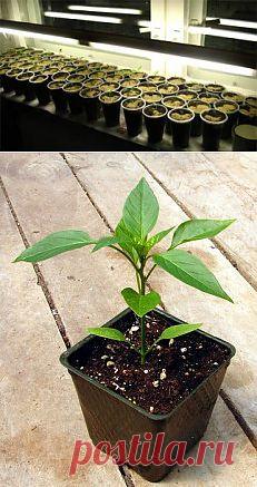 Рассада перца | Моя любимая дача