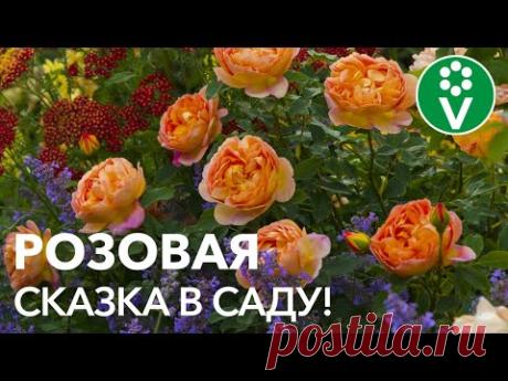 7 лучших сортов АНГЛИЙСКИХ РОЗ, которые наполнят ваш сад романтикой!