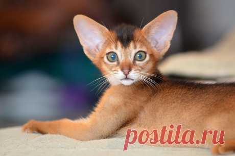 Абиссинские кошки и котята - питомник абиссинских кошек Super-Aby