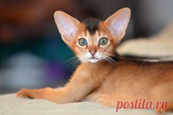 Абиссинские кошки и котята - питомник абиссинских кошек Super-Aby