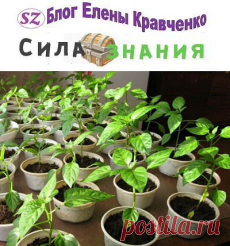 Чем подкормить рассаду перца, чтобы были толстенькие стебли