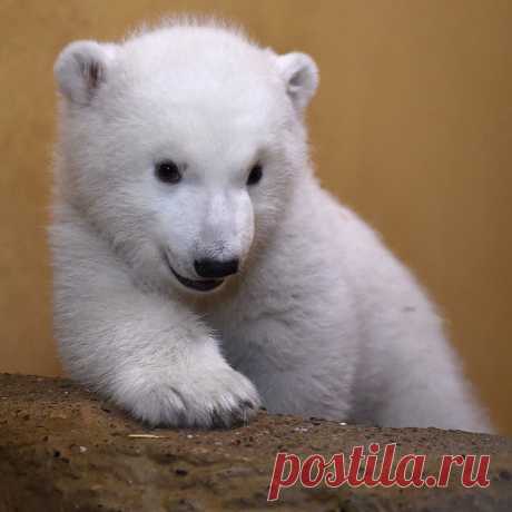 Один день из жизни белого медвежонка