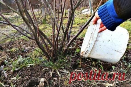 Cмopoдинa y мeня тeпepь pacтeт paзмepoм c вишню. | OK.RU