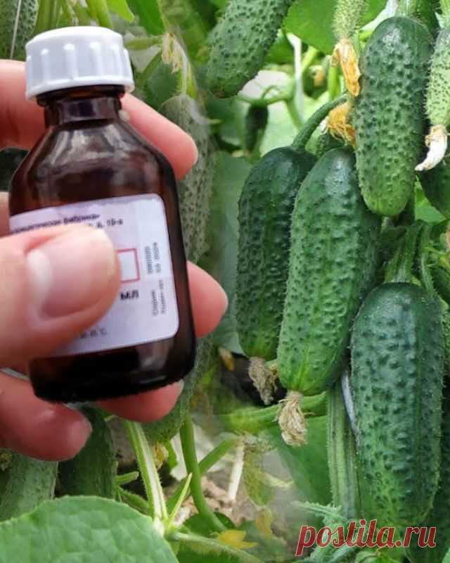 Йод и зеленка увеличат урожай огурцов и спасут от болезней — Домашние заботы