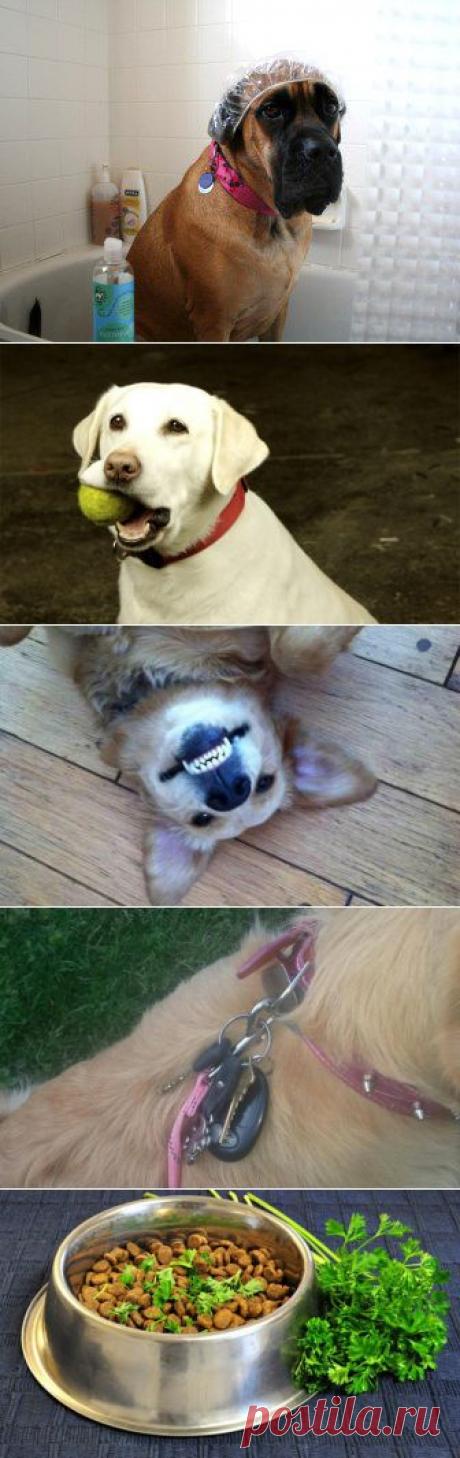 (+1) тема - 10 советов, которые должен знать каждый владелец собаки | МОЙ ДОМ