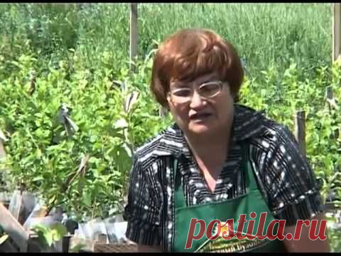 Сидераты Зачем сеют горчицу — Яндекс.Видео