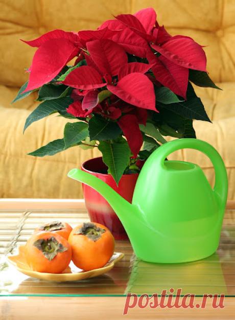 Flor de Pascua o Poinsettia. Cuidados